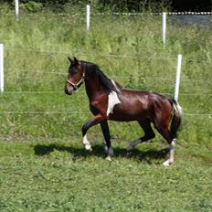 Mustang BestBreed Mustang Geronimo
