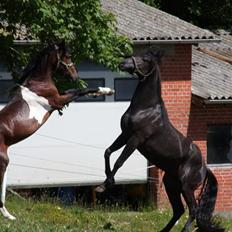 Mustang BestBreed Mustang Geronimo