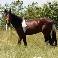 Mustang BestBreed Mustang Geronimo