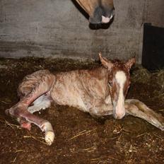 Mustang BestBreed Mustang Blizzard