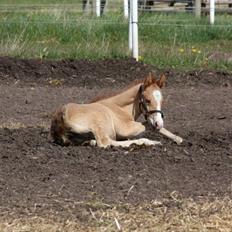 Mustang BestBreed Mustang Blizzard