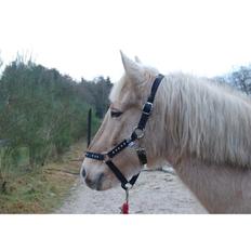 Anden særlig race Dina