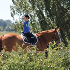 Dansk Varmblod Diamant