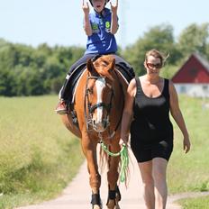 Dansk Varmblod Diamant