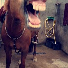 Irsk Sportspony Airforce One