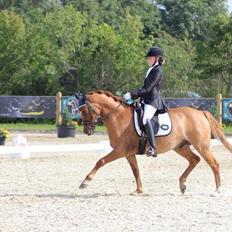 DSP Nørlunds Don Nintendo (Tidl. hest)