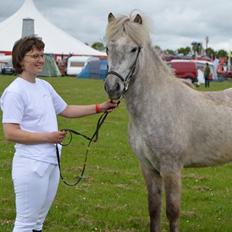 Islænder Svenni fra Holst hestar