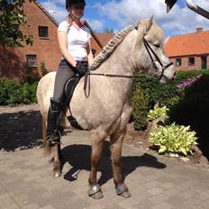 Islænder Svenni fra Holst hestar