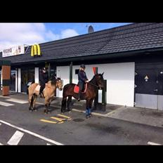 Anden særlig race Josefine.