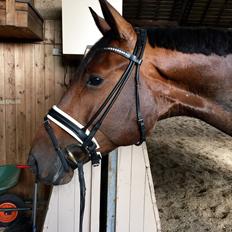 Dansk Varmblod Tankedals Hurricane