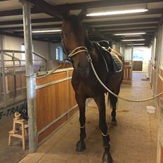 Dansk Varmblod Tankedals Hurricane