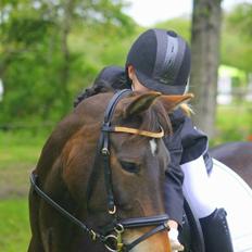 New Forest Fair Choice Paris