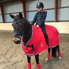 New Forest Fair Choice Paris