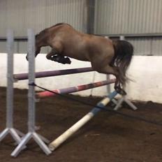 Welsh Pony (sec B) Tophøjs walco