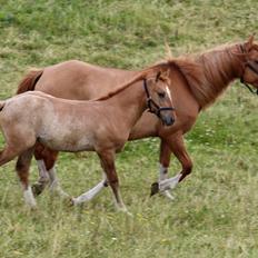 Mustang BestBreed Mustang Avalanche