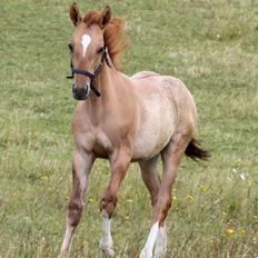 Mustang BestBreed Mustang Avalanche