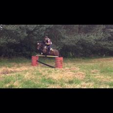 New Forest Hollballes campari