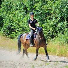 New Forest Hollballes campari