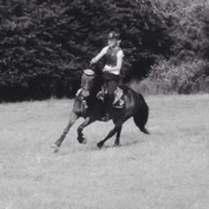 New Forest Hollballes campari