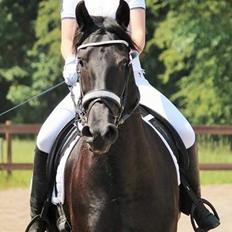 Frieser Maaike Van Nieuw Vels