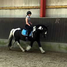 Irish Cob Mr. Pepper 