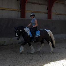Irish Cob Mr. Pepper 