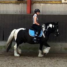 Irish Cob Mr. Pepper 