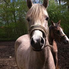 Arabisk fuldblod (OX) JBA JOANA OX -tidligere hest