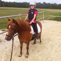 Anden særlig race Lotte