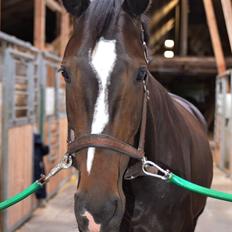 Dansk Varmblod Stald-nyborgs chantell