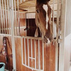 Dansk Varmblod Stald-nyborgs chantell