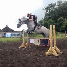 Welsh Cob (sec D) Svanegaardens sunrise