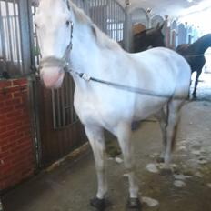 Knabstrupper Prins - SOLGT