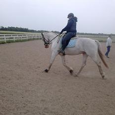 Knabstrupper Prins - SOLGT