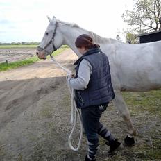 Knabstrupper Prins - SOLGT