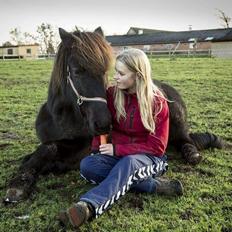 Islænder Koldís frá Hofi