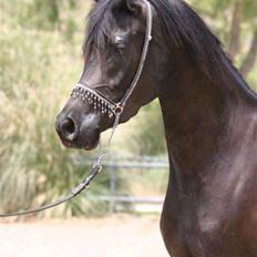 Arabisk fuldblod (OX) Fahling Starr *Gl. Part*