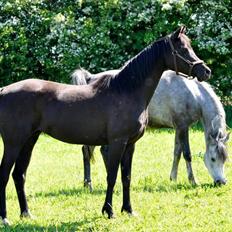 Arabisk fuldblod (OX) Fahling Starr *Gl. Part*