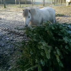 Anden særlig race Lille Hest