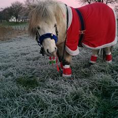 Anden særlig race Lille Hest