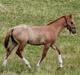 Mustang BestBreed Mustang Avalanche