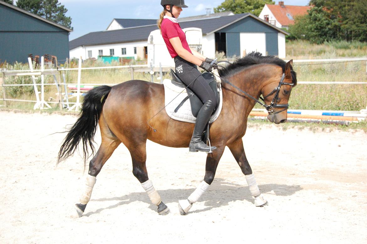 Anden særlig race Chili [Tidl. Pony] - Musling i trav c:, 22 juni 2015 (Foto af Frederikke) billede 10