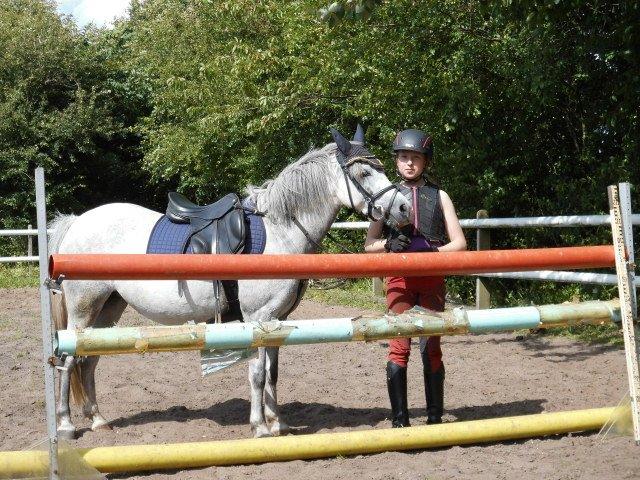 Welsh Mountain (sec A) Grandly's Afreja billede 3