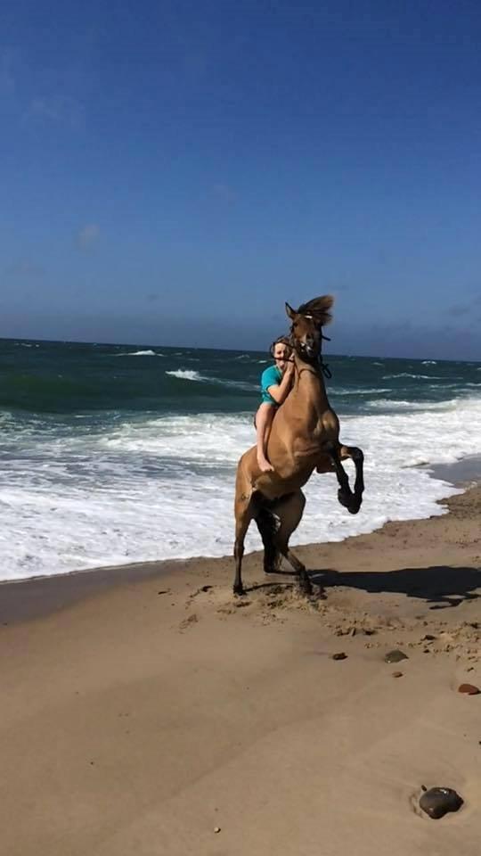 Islænder Magnus billede 5