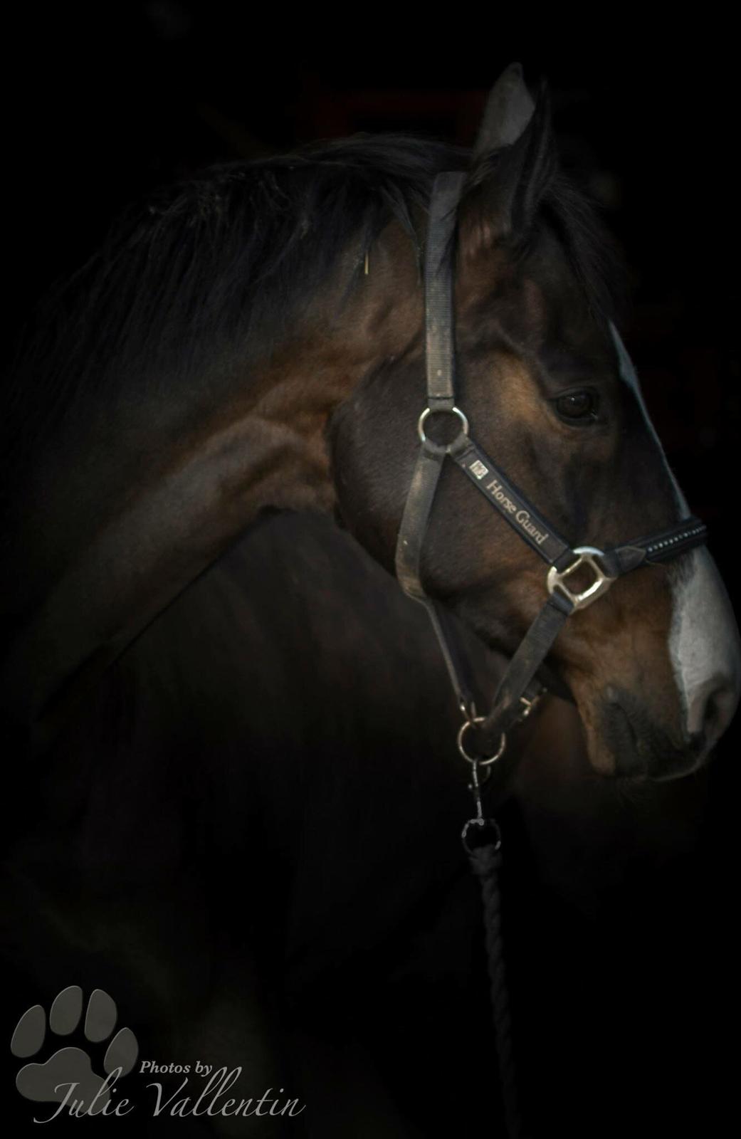 Dansk Varmblod Askemosegaards Ram Á Jean billede 2