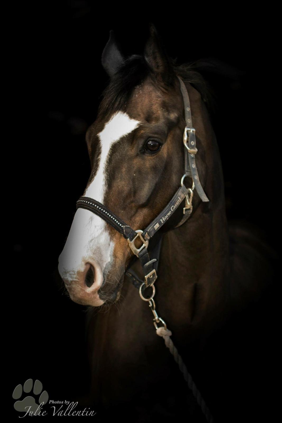 Dansk Varmblod Askemosegaards Ram Á Jean billede 1