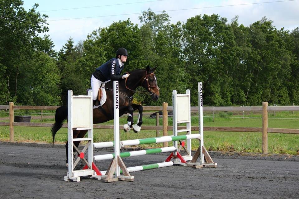 Dansk Varmblod Midor (Mulle) - Stævne i Grindsted. 2015                                                      Fire fejl billede 19