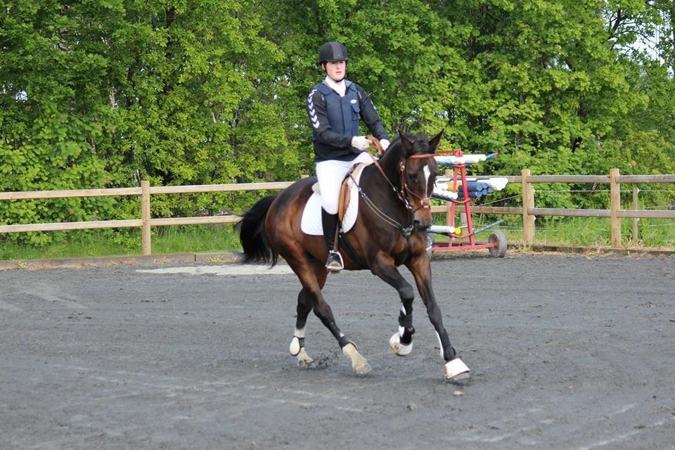 Dansk Varmblod Midor (Mulle) billede 20