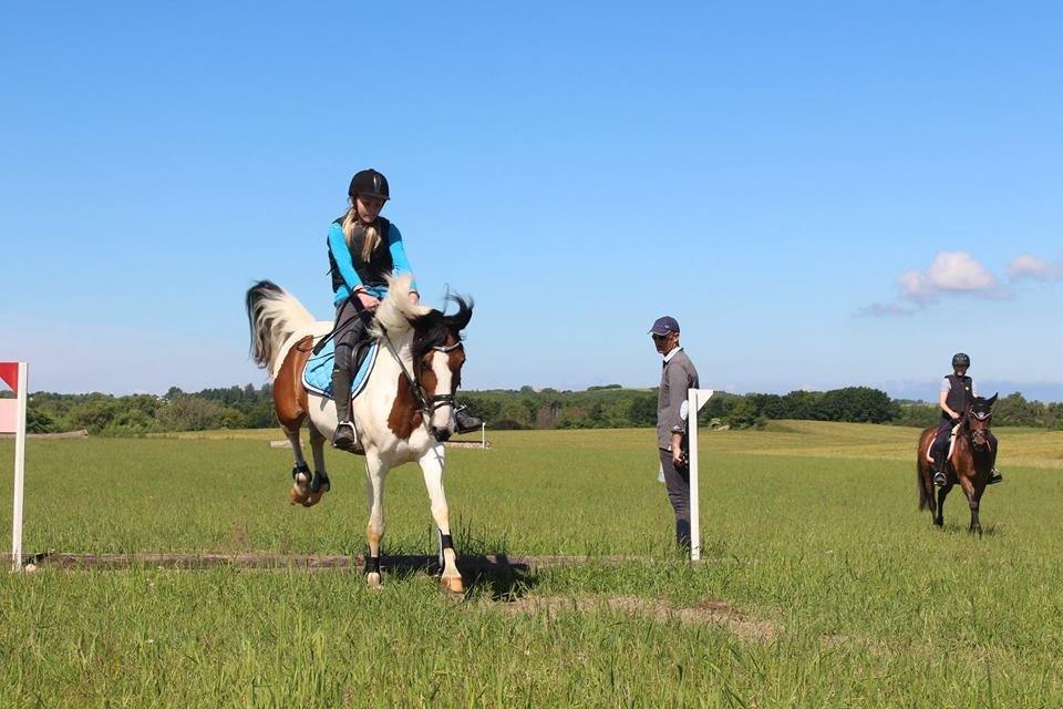 Anden særlig race Charissa (solgt) - 07.06..2014 første terræntræning<3 billede 4