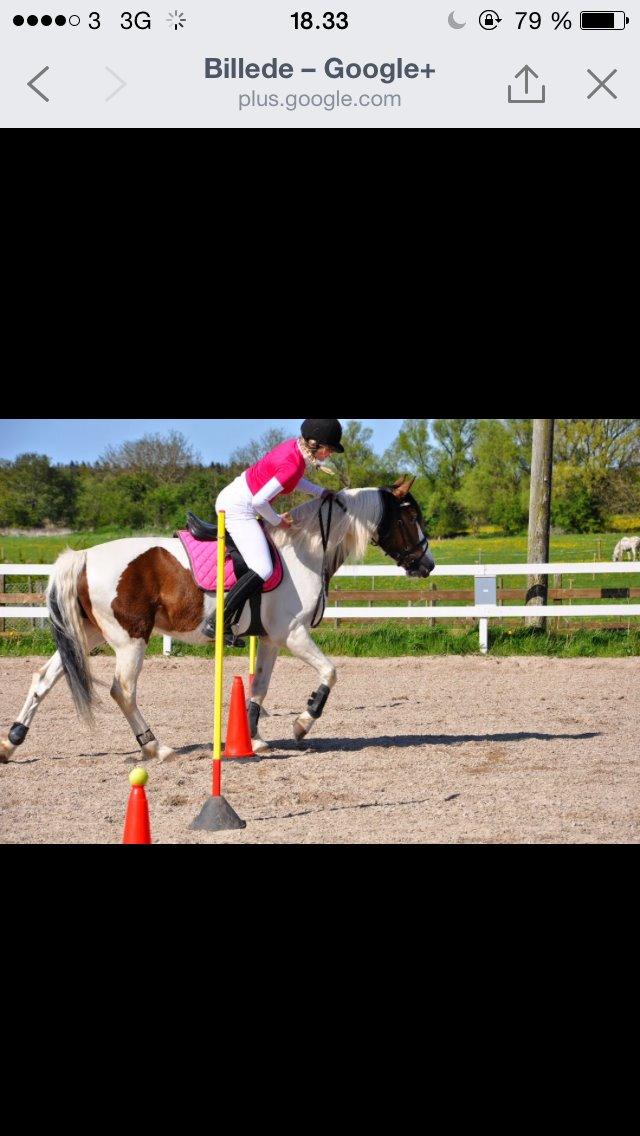 Anden særlig race Charissa (solgt) - Sidste ponygames kvalifiktion<3 billede 12